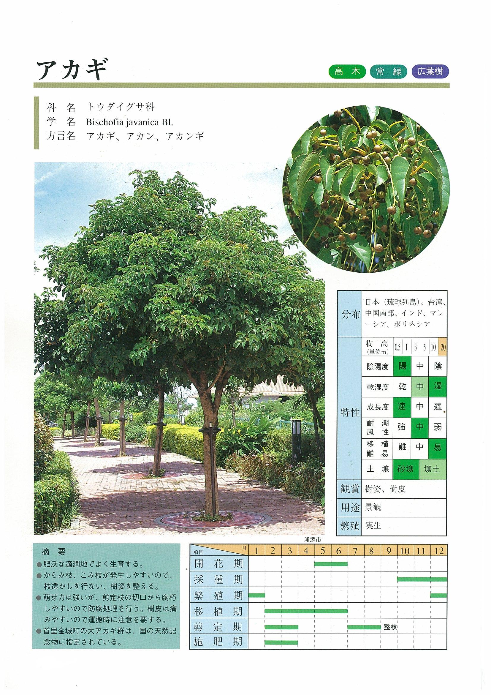 樹木図鑑 | 沖縄県緑化種苗協同組合