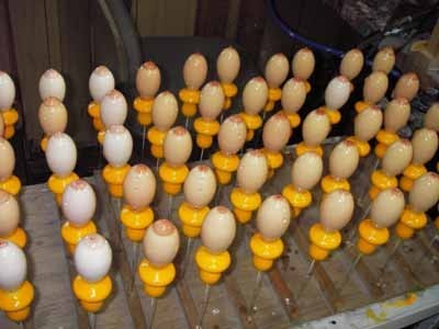 発売告知 ティート ジャンボ・フィッシュ・パシファイヤー: 根掘り葉