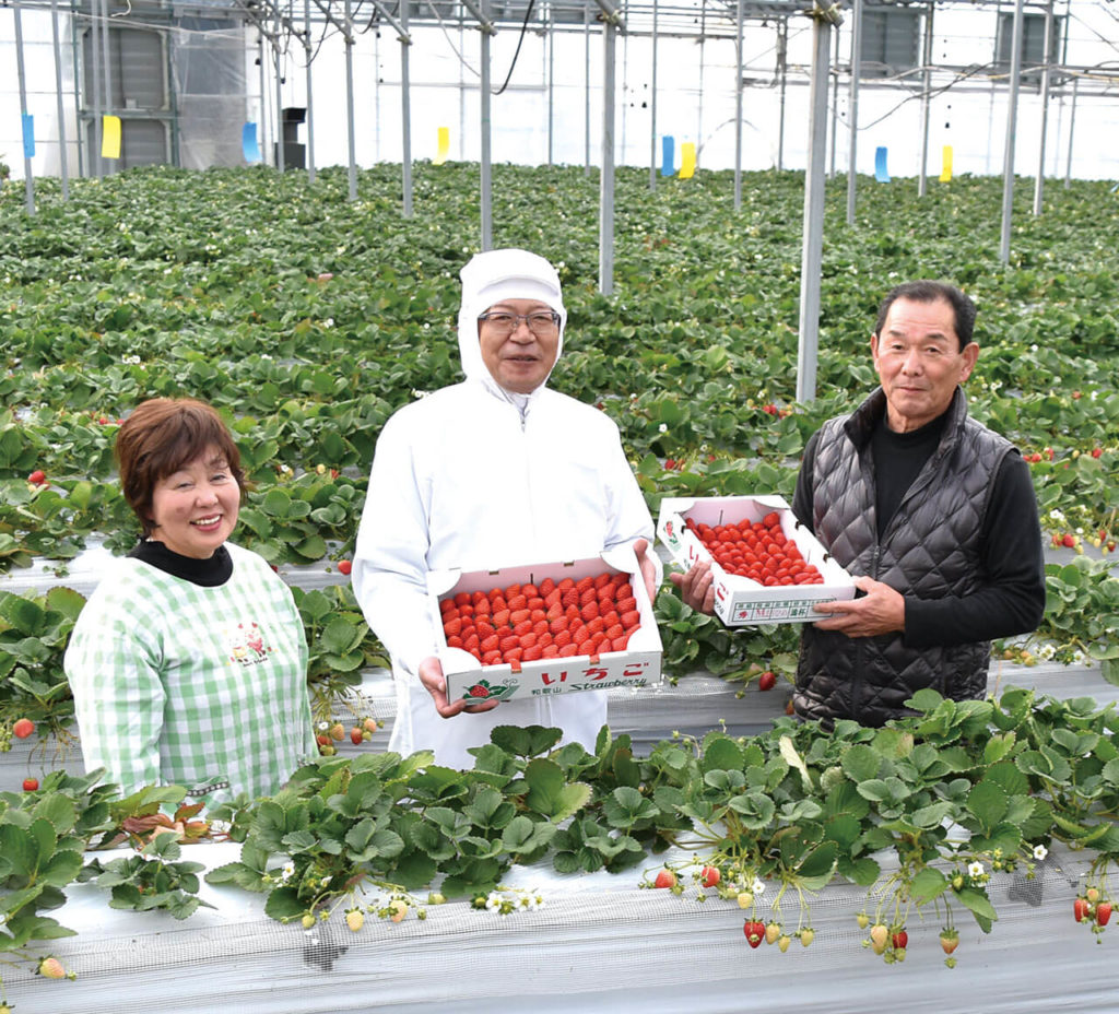 いちごの季節がやってきた！和歌山県九度山町奥いちご農園さんのいちご