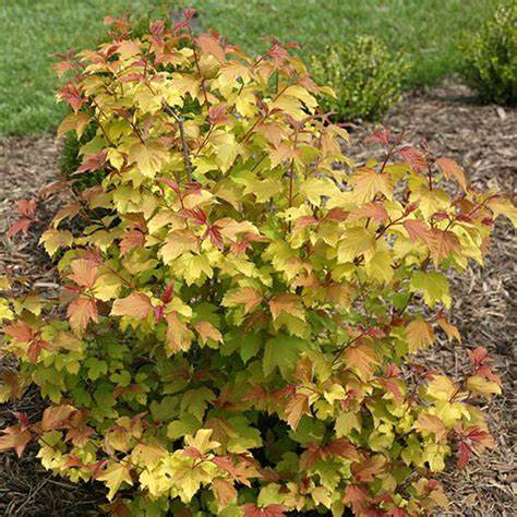 Oh Canada European Cranberry – Riverdene Garden Centre