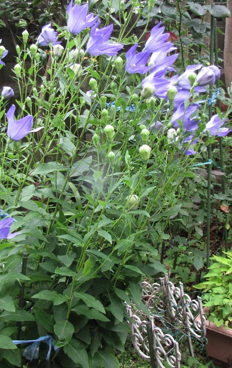 五月雨（さみだれ）桔梗が咲いてました | 家庭菜園を応援する農業