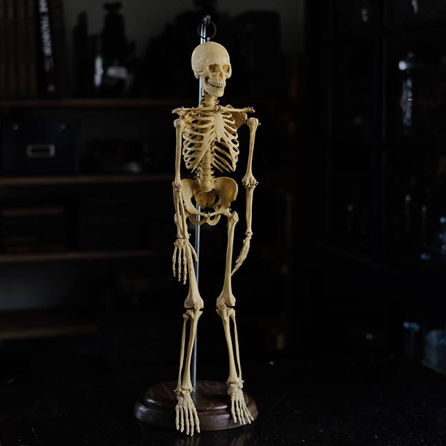 人体骨格模型 – zakka store towi