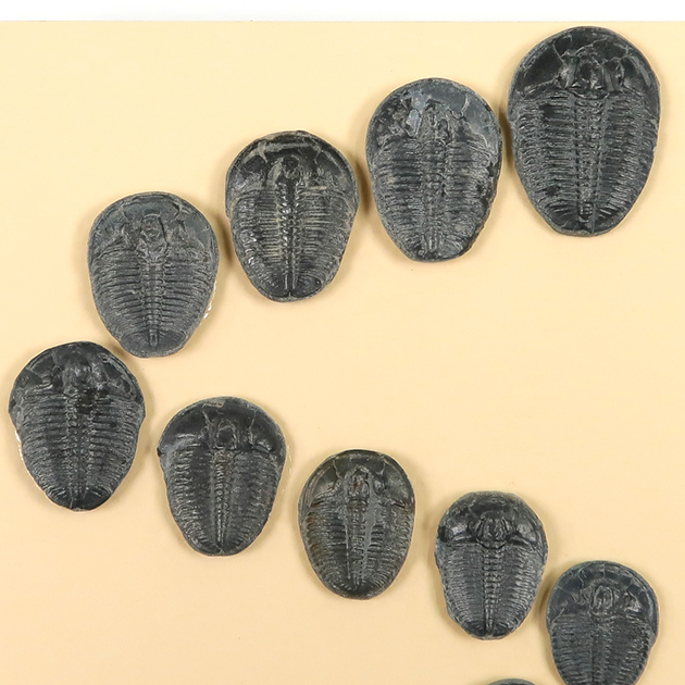 三葉虫（Elrathia）｜化石販売・鉱物販売の東京サイエンス