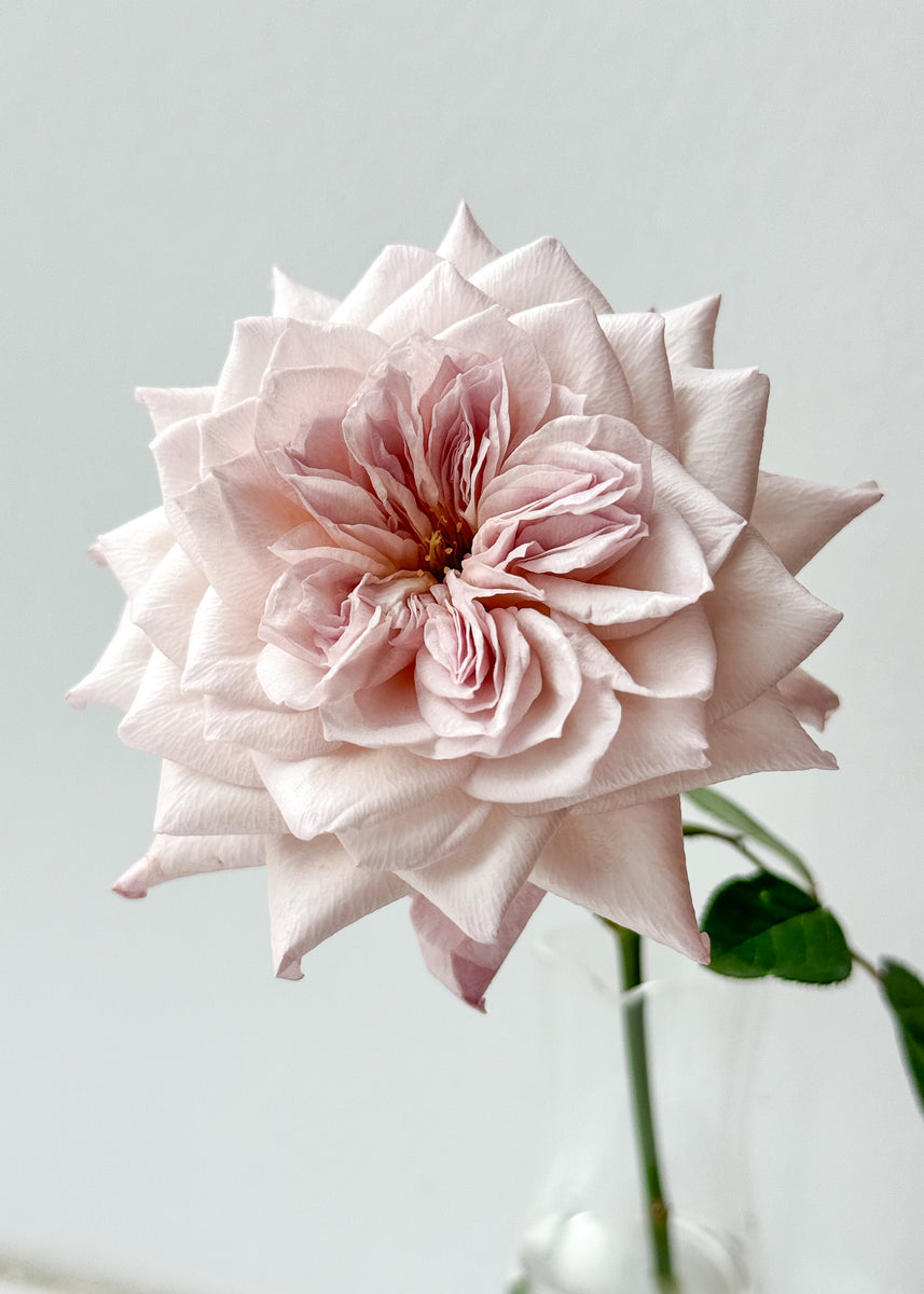 ヴァレリー カサド バラ オブジェ 置物 薔薇 【公式通販】