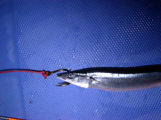 バラムツ サットウ バラジグ 駿河湾 株式会社 カーペンター ルアー 釣り