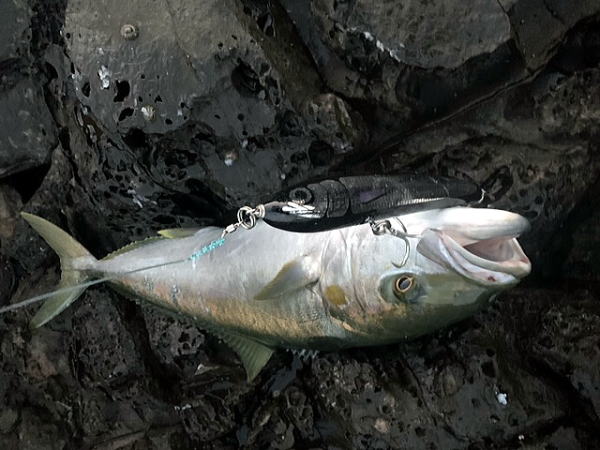 カーペンター メモリアル フィッシュ