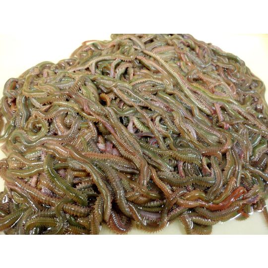 青イソメ 1kg 【公式ホームページ限定特別価格】 【クール便】 商品