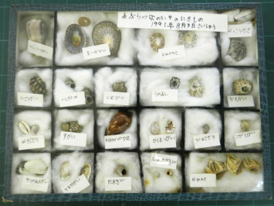 水産多面的機能発揮対策情報サイト｜ひとうみ.jp｜貝殻標本をつくろう