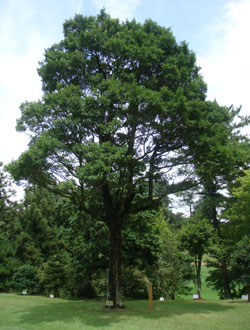 開場日/開場記念コンペ・ホールインワンの様子｜クラブの歴史｜Ise