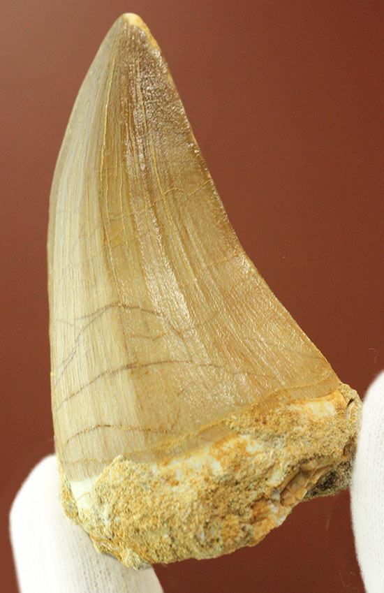 新着化石 モササウルス歯化石 | 化石セブンの最新情報