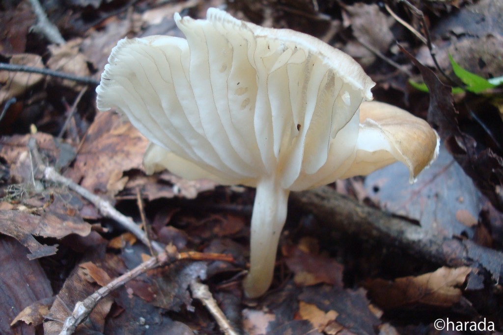 ヒロヒダタケ ｜弘前大学農学生命科学部附属白神自然環境研究センター