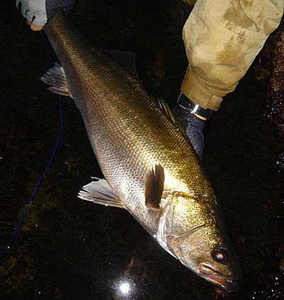 APIA SPARTAS 風神号 フライハイ 86ML