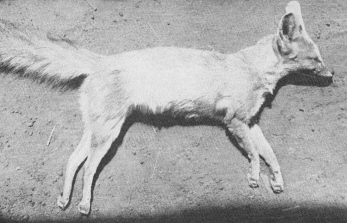 1554夜 『青い狐』 マルセル・グリオール＆ジュルメーヌ・ディテルラン