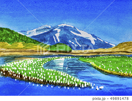 尾瀬ヶ原から見る水芭蕉と至仏山のイラスト素材 [49891478] - PIXTA