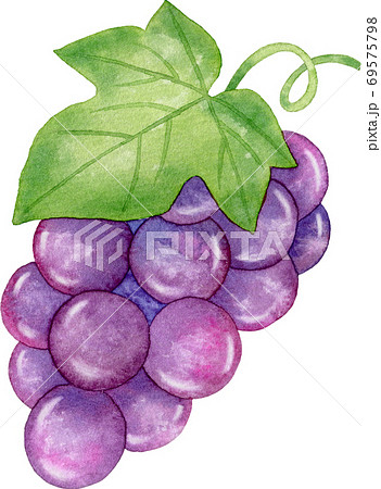 葉っぱの付いた可愛いブドウ(1房)の水彩イラストのイラスト素材