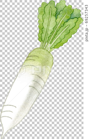 大根(1本)の水彩イラストのイラスト素材 [69257343] - PIXTA