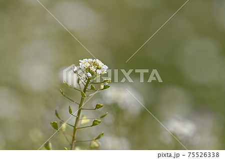 ぺんぺん草の写真素材 [75526338] - PIXTA