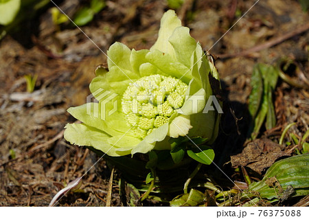 ふきのとう2021の写真素材 [76375088] - PIXTA