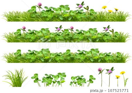 植物画たんぽぽ＊シロツメクサ＊アカツメクサ 植物画たんぽぽ