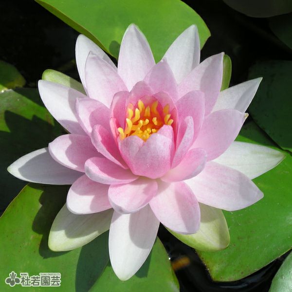 000000000307-01.jpg?size=m&w=