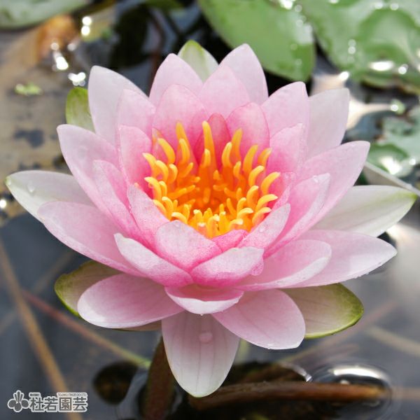 スイレン】 マダム ウィルフロン ゴネール(温帯睡蓮) 12cmポット