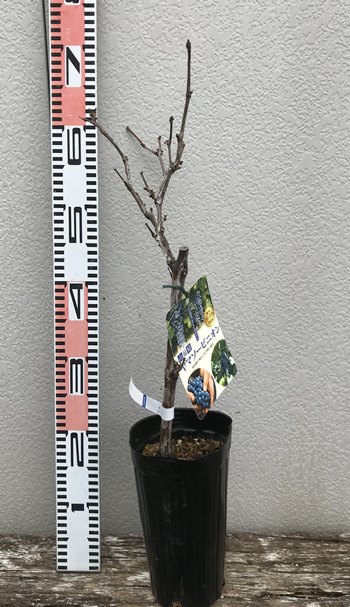 楽天市場】ヤマブドウ(山葡萄) ヤマソービニオン 4号ロングポット苗