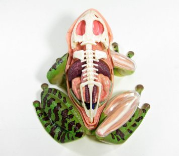 楽天市場】スカイネット 立体パズル 4D VISION 動物解剖 No.05 カエル