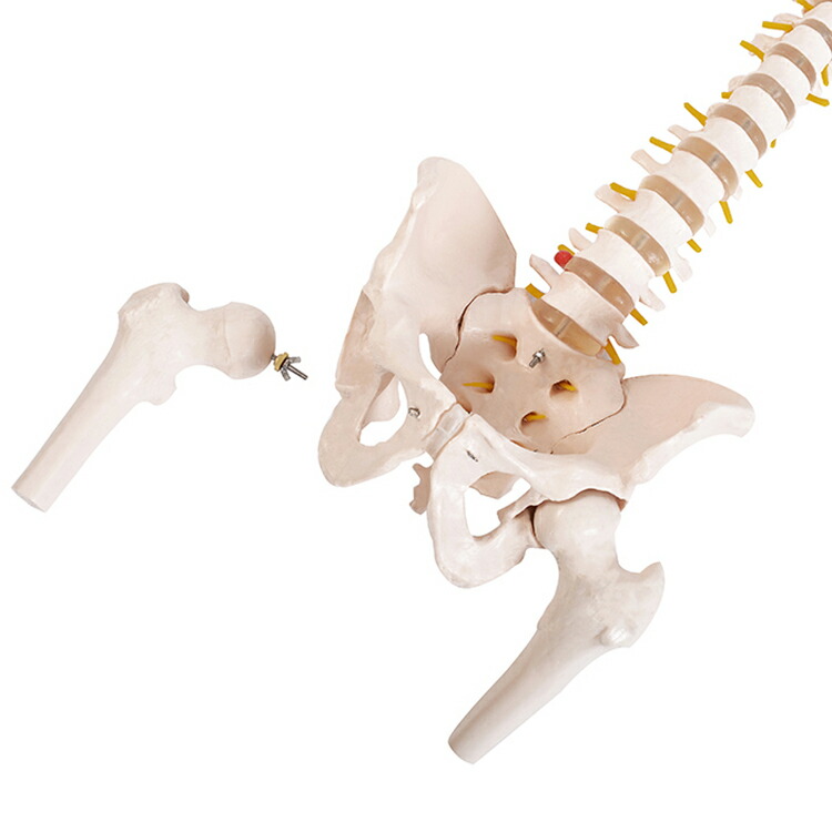 楽天市場】あす楽 脊椎骨盤模型(股関節付)GX-126 せきついの人骨模型