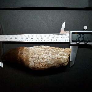 楽天市場】【送料無料】【モササウルス/化石/歯/恐竜】特大 歯根付き