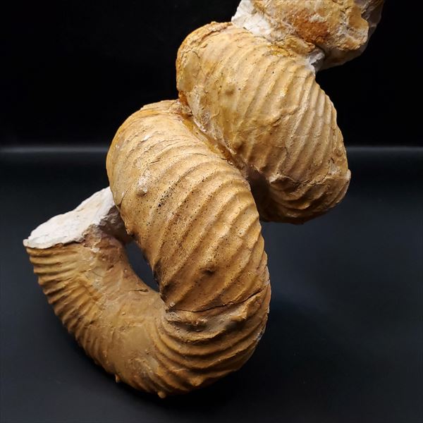 楽天市場】【送料無料】【アンモナイト/化石/】希少 異常巻き