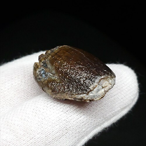 楽天市場】【送料無料】【ジョバリア /歯/化石/恐竜】 極上 ジョバリア