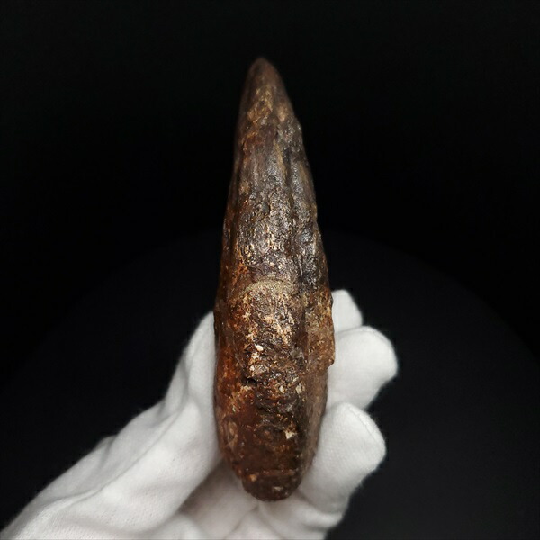 楽天市場】【送料無料】【アフロベナトル爪/化石/恐竜】アフロベナトル