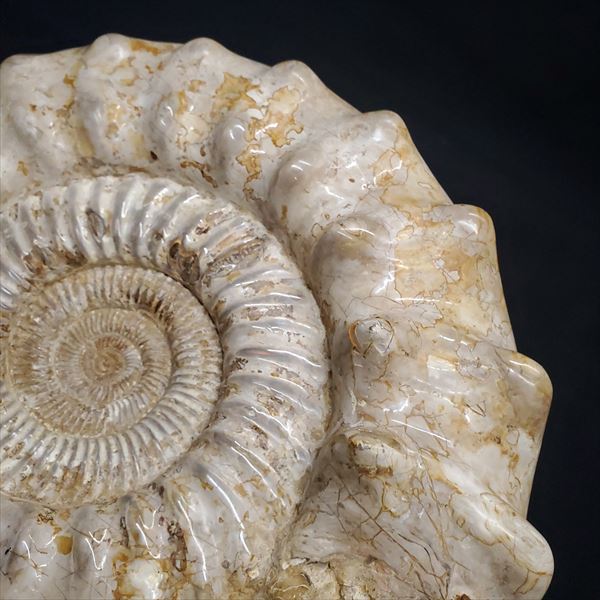 楽天市場】【送料無料】【アンモナイト/化石】大型 アンモナイト 化石