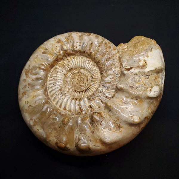 楽天市場】【送料無料】【アンモナイト/化石】大型 アンモナイト 化石