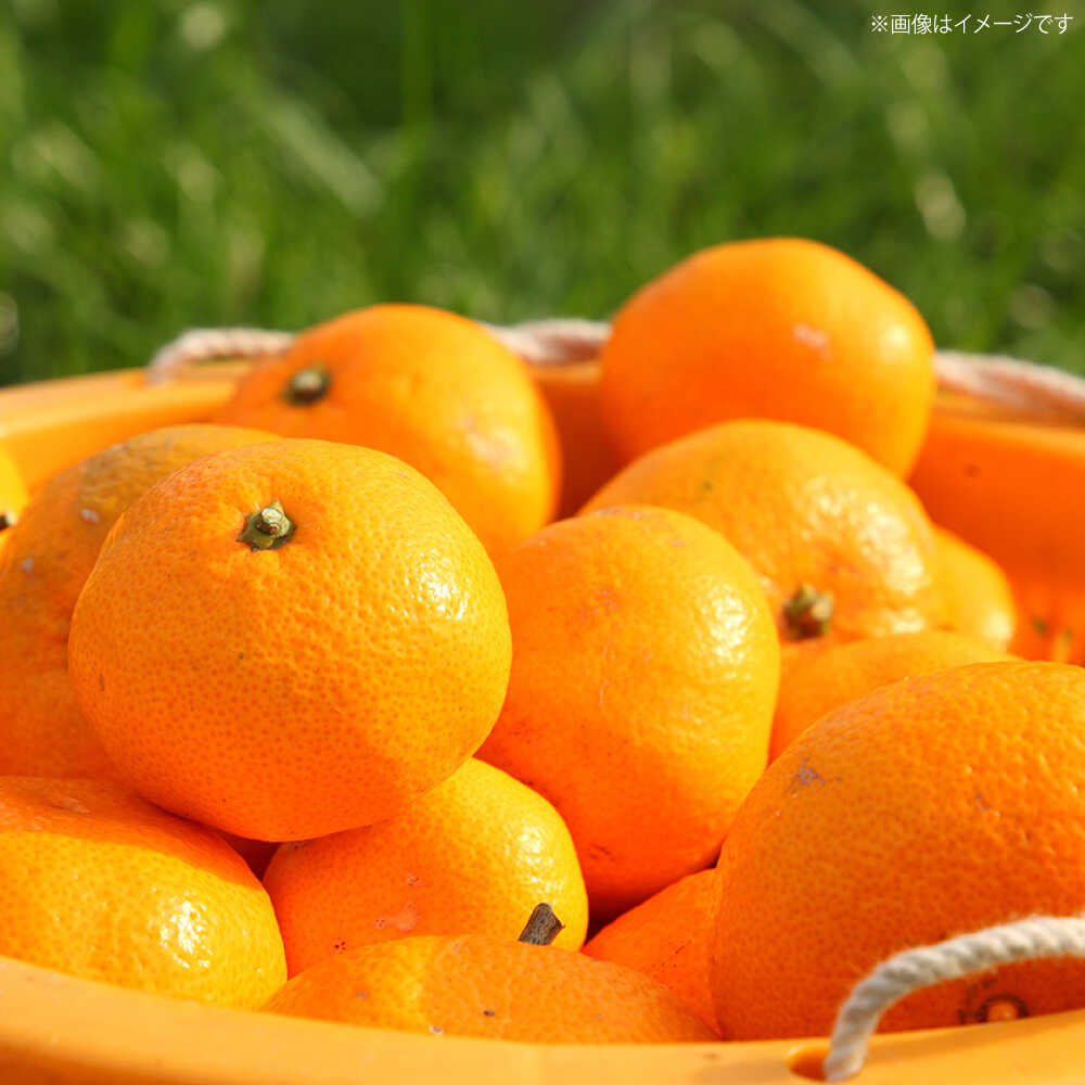 楽天市場】【ふるさと納税】【数量限定】 原口みかん 約5kg （傷み保証