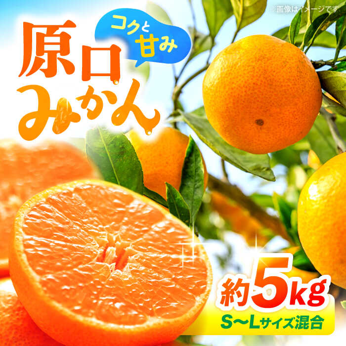 楽天市場】【ふるさと納税】【12月より発送開始】 原口 みかん 約 5kg