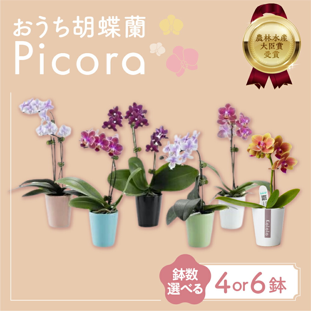 リチャード・A・ハンソン ポスター 胡蝶蘭 2点セット リチャード・A