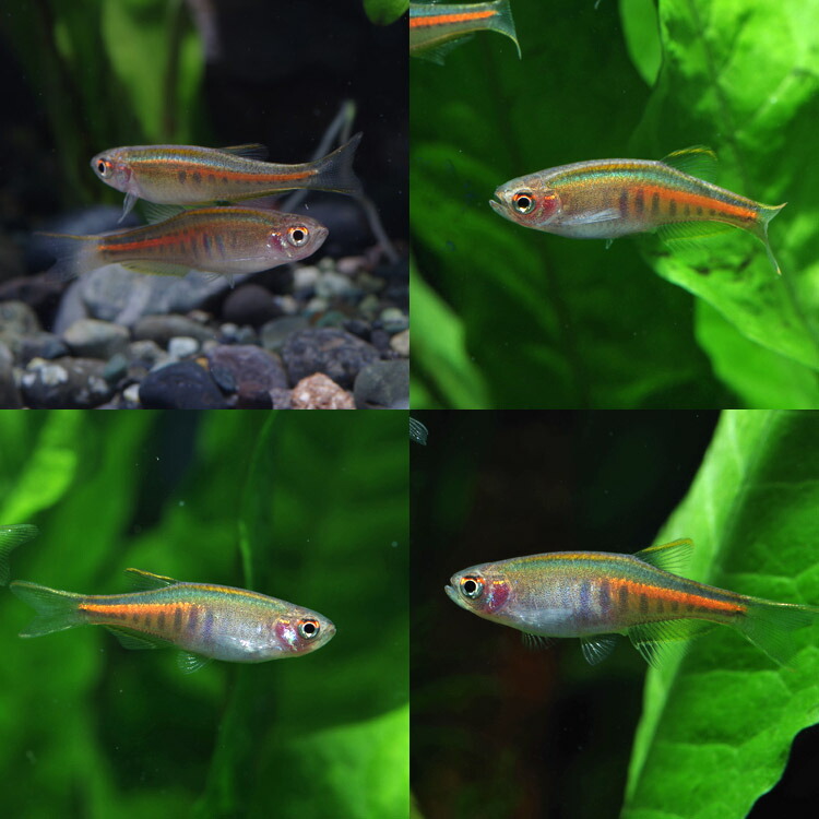 楽天市場】(熱帯魚 生体)オレンジグリッターダニオ （約2cm）（4匹