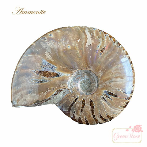 楽天市場】アンモナイト化石 レッドファイヤー 400g 化石 天然石