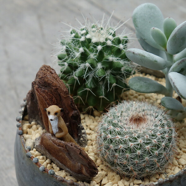 楽天市場】サボテン サバンナ L おしゃれ 寄せ植え プレゼント : APOA