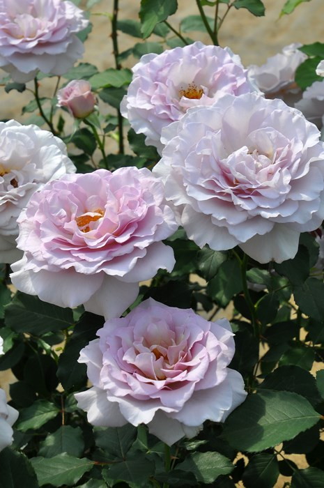 楽天市場】【冬季大苗】バラ苗 ニューウェーブ 国産苗 6号鉢植え品