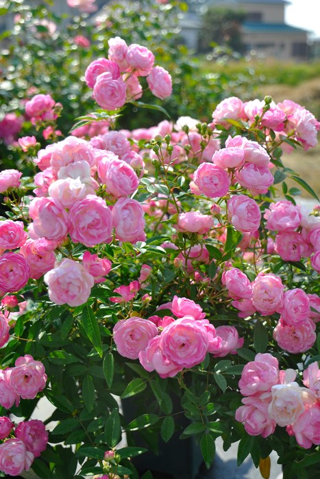 楽天市場】【大苗】バラ苗 ハッピーマザーズデー【ピンクマザーズデー