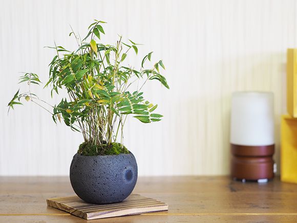 楽天市場】鳳凰竹の寄せ植え【鳳凰竹 鳳凰 竹 盆栽 寄せ植え】 : 盆栽