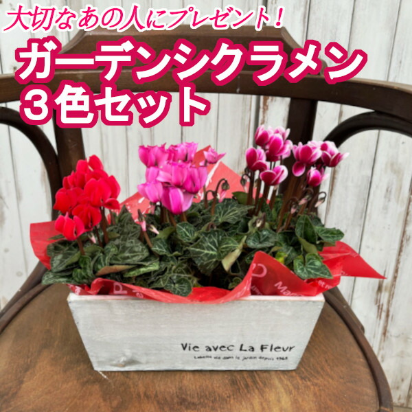 楽天市場】ガーデンシクラメン3色セット IN木製ミニプランター