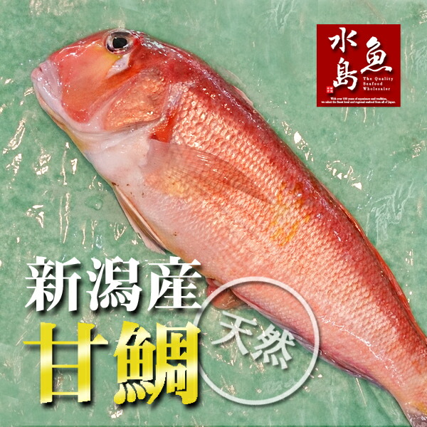 楽天市場】新潟産 天然 甘鯛 アマダイ（グジ）1,000〜1,099g（生冷凍