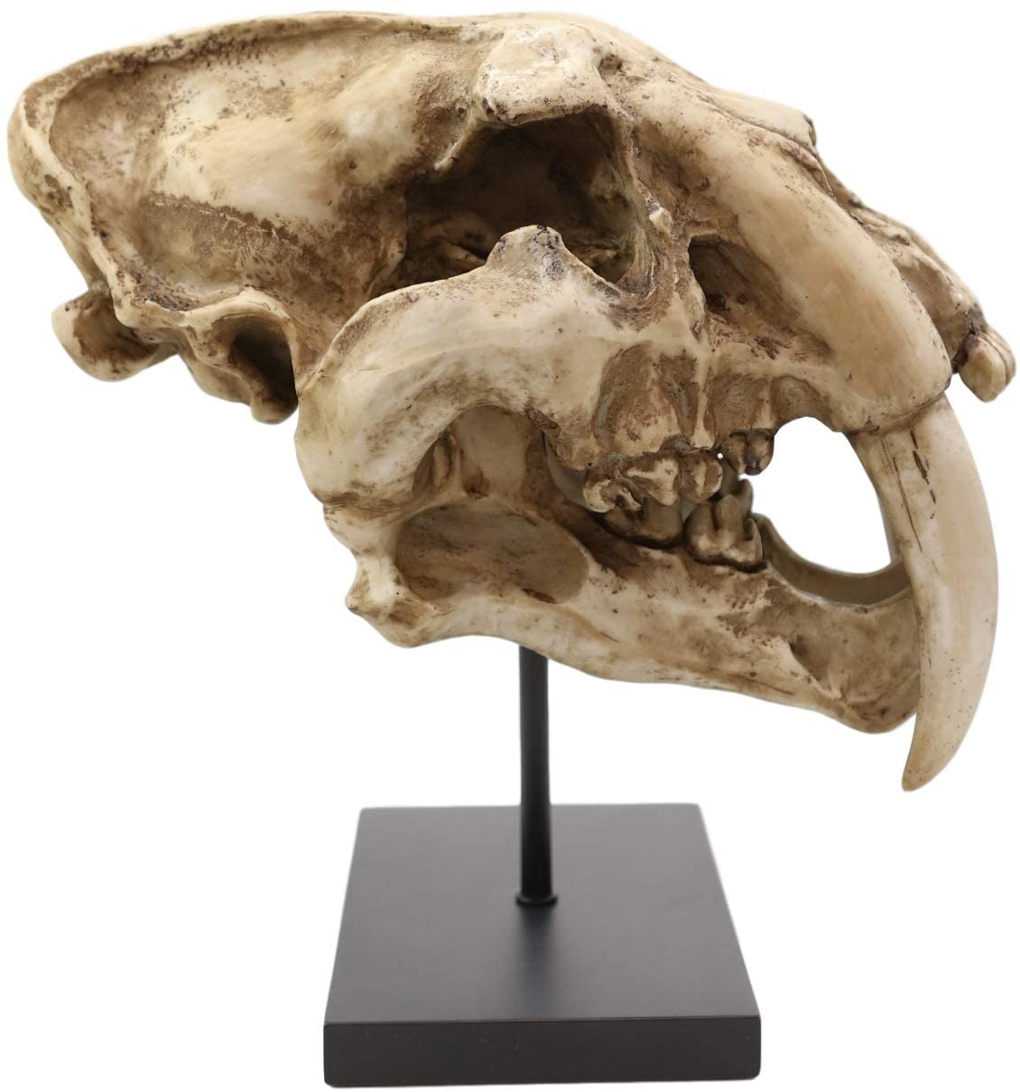 楽天市場】先史時代 サーベルタイガー・キャット頭骸骨のレプリカ