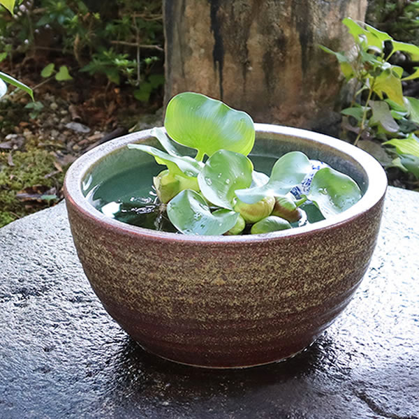 楽天市場】【38時間限定20%OFFクーポン配布中】睡蓮鉢 メダカ鉢 めだか