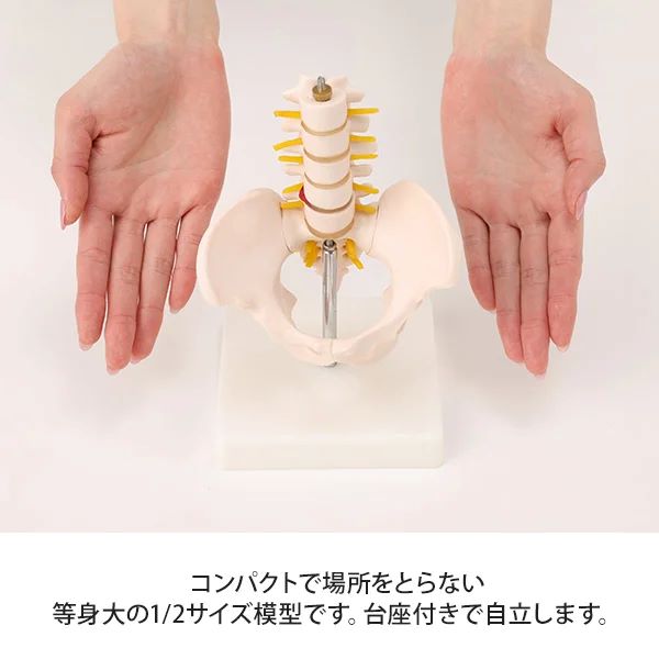 楽天市場】骨盤模型 腰椎模型 スタンド付き ハーフサイズ 高さ21×幅