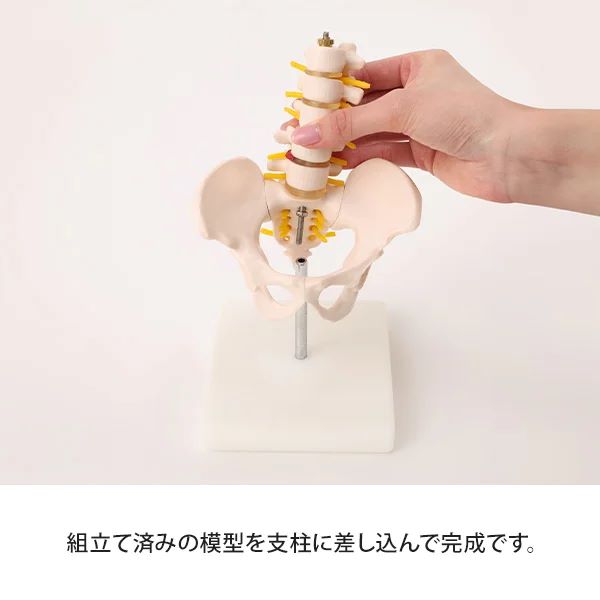 楽天市場】骨盤模型 腰椎模型 スタンド付き ハーフサイズ 高さ21×幅