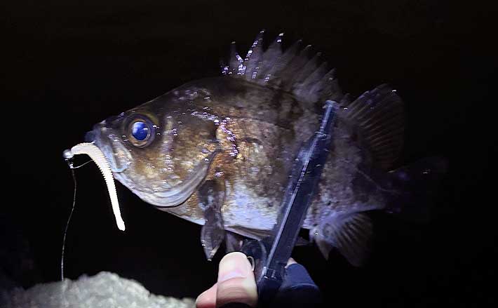 予想外のデカさ！」水温9度の大阪湾ライトルアー釣行で28cm良型メバル